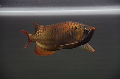 龍魚開燈治療水霉的時間：龍魚開燈治療水霉時，開燈時間并不直接影響治療效果