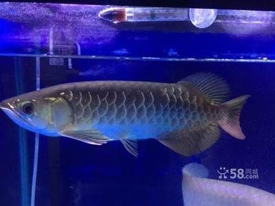 金龍魚和虎魚可以和什么魚混養一起養魚：金龍魚和虎魚可以與多種魚類混養，但需要注意什么
