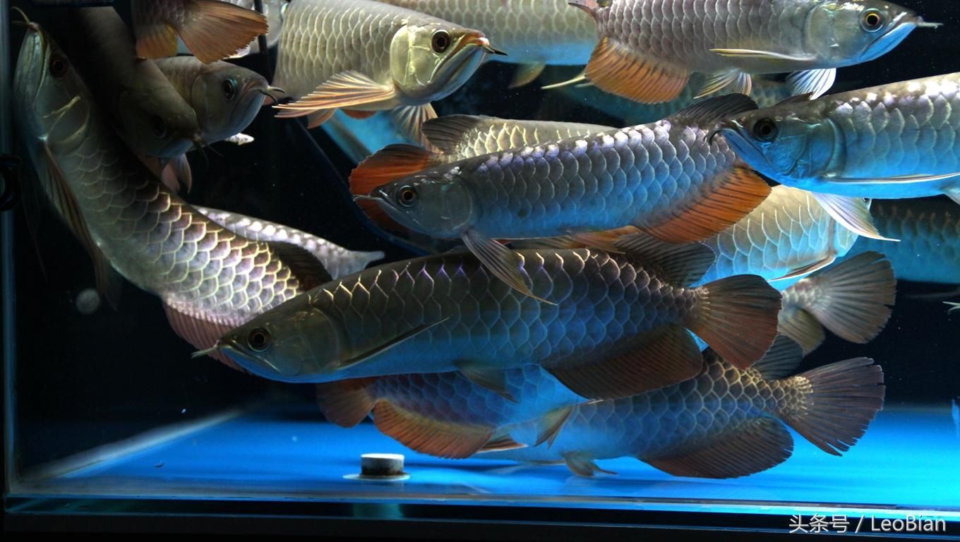金龍魚和虎魚可以和什么魚混養一起養魚：金龍魚和虎魚可以與多種魚類混養，但需要注意什么