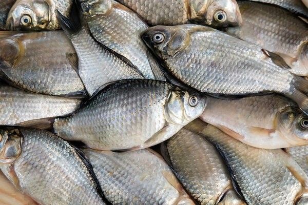 龍魚眼白點會傳染其他魚嗎？