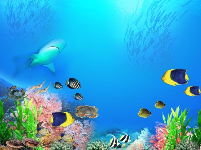 養龍魚背景畫怎么畫的好看：養龍魚背景畫怎么畫好看龍魚背景畫怎么畫好看