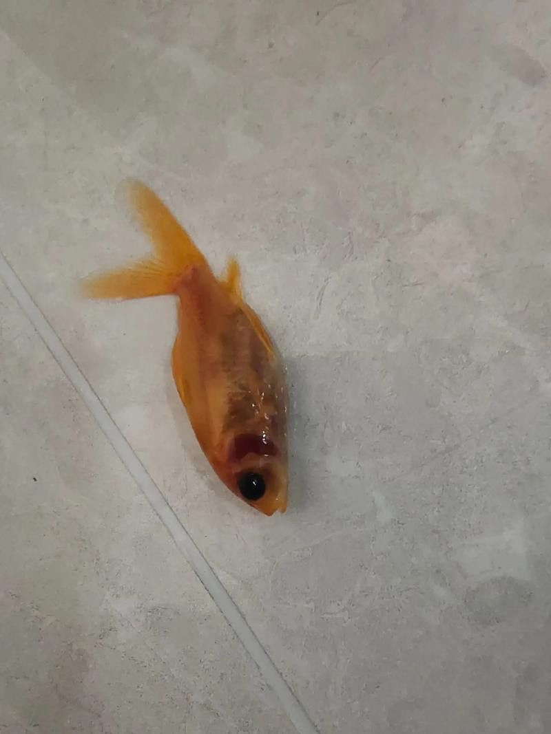 金龍魚身上的黑點是什么