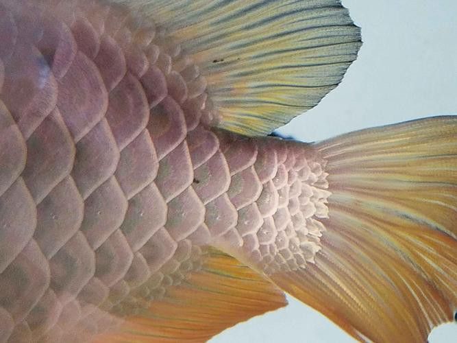 金龍魚身上的黑點是什么