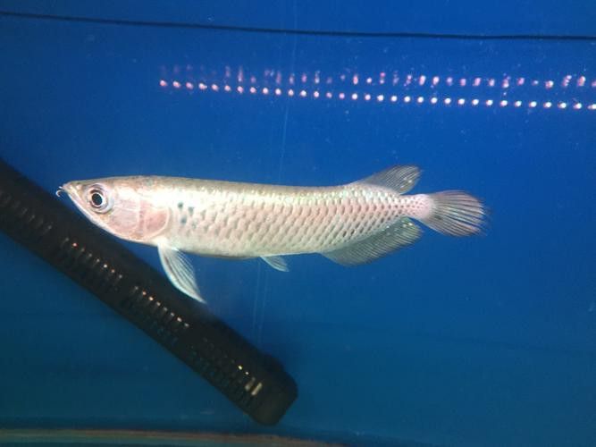 金龍魚身上的黑點是什么