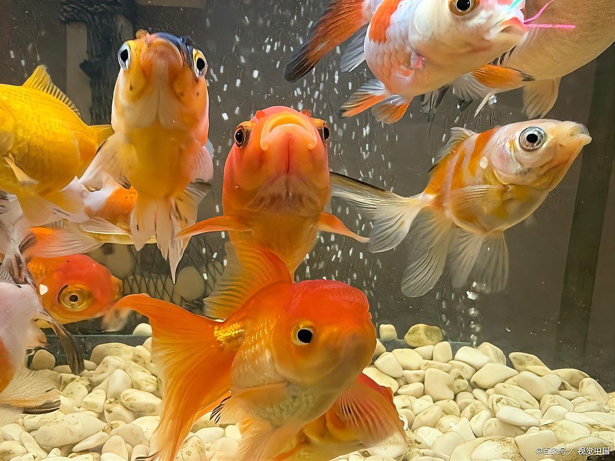 金龍魚身上的黑點是什么