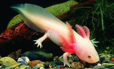 六角恐龍魚顏色是天然的嗎：六角恐龍魚染色過程揭秘