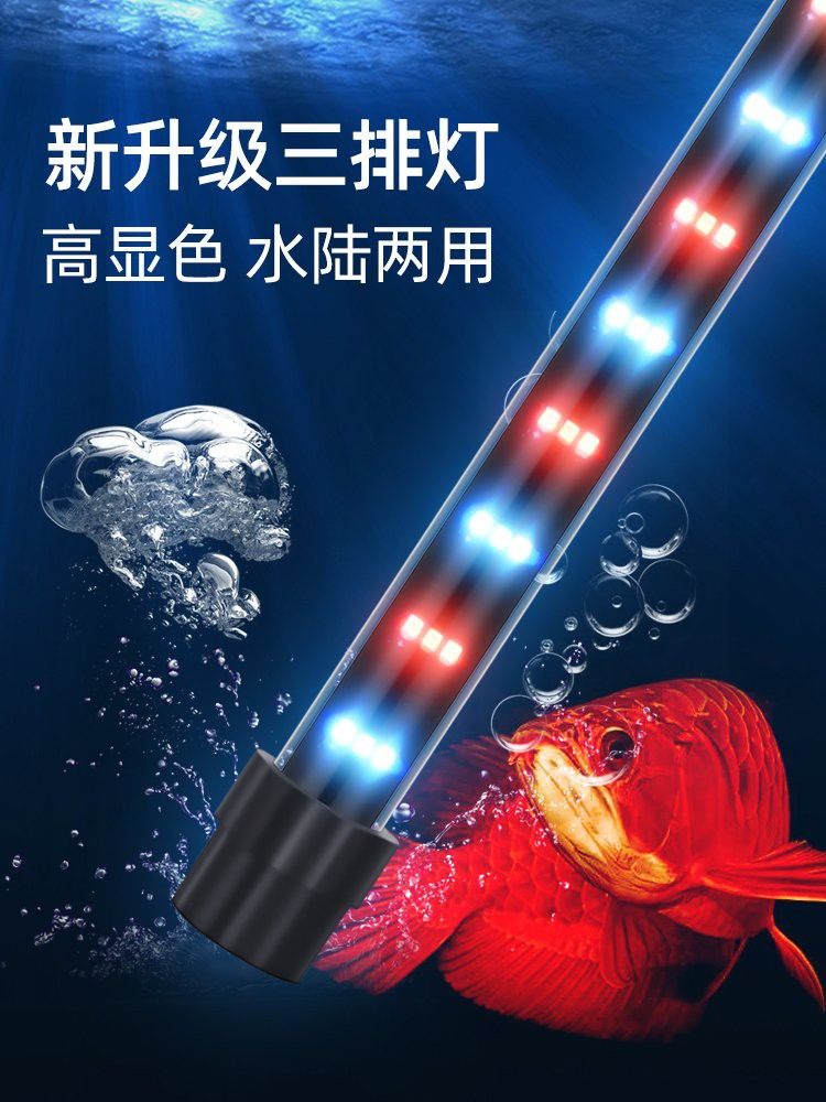 福龍魚需要24小時光照嗎？