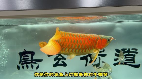 給我推薦幾家信譽良好的道荷紅龍商家