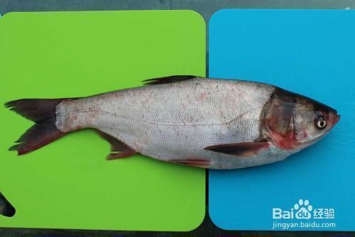 如何辨別泰龐海鰱魚品相,泰龐海鰱魚品相的辨別方法 龍魚百科 第1張 如何辨別泰龐海鰱魚品相,泰龐海鰱魚品相的辨別方法 如何辨別泰龐海鰱魚品相,泰龐海鰱魚品相的辨別方法 龍魚百科 第1張