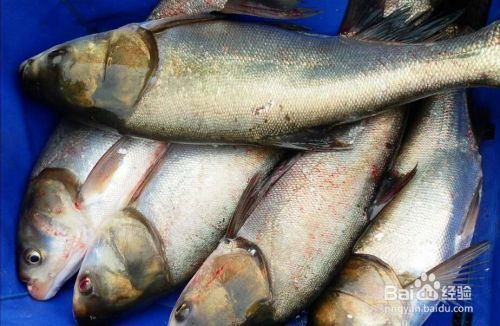 如何辨別泰龐海鰱魚品相,泰龐海鰱魚品相的辨別方法 龍魚百科 第5張 如何辨別泰龐海鰱魚品相,泰龐海鰱魚品相的辨別方法 如何辨別泰龐海鰱魚品相,泰龐海鰱魚品相的辨別方法 龍魚百科 第5張