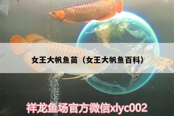 女王大帆魚苗生長周期：女王大帆魚苗的生長周期 女王大帆魚苗生長周期：女王大帆魚苗的生長周期 龍魚百科 第2張