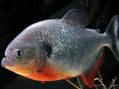 雷龍魚適宜的水質管理技巧：雷龍魚飼料搭配指南,雷龍魚光照周期設置雷龍魚疾病預防策略