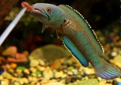 雷龍魚適宜的水質管理技巧：雷龍魚飼料搭配指南,雷龍魚光照周期設置雷龍魚疾病預防策略