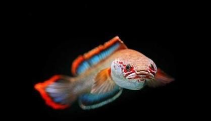 雷龍魚適宜的水質管理技巧：雷龍魚飼料搭配指南,雷龍魚光照周期設置雷龍魚疾病預防策略