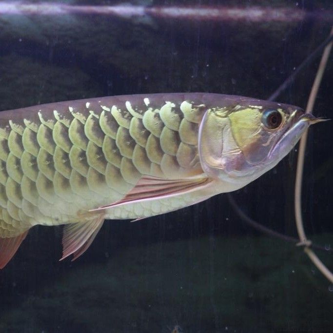 如何區分寶石金龍魚和高背金龍魚？