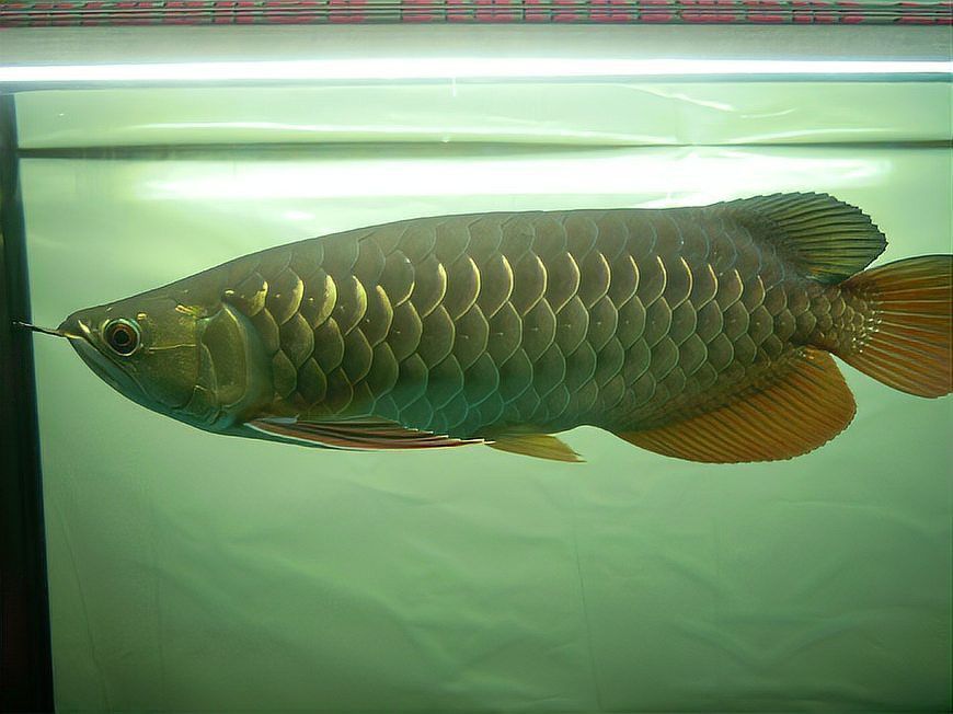 如何區分寶石金龍魚和高背金龍魚？