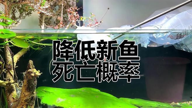 新缸養龍魚應注意事項有哪些