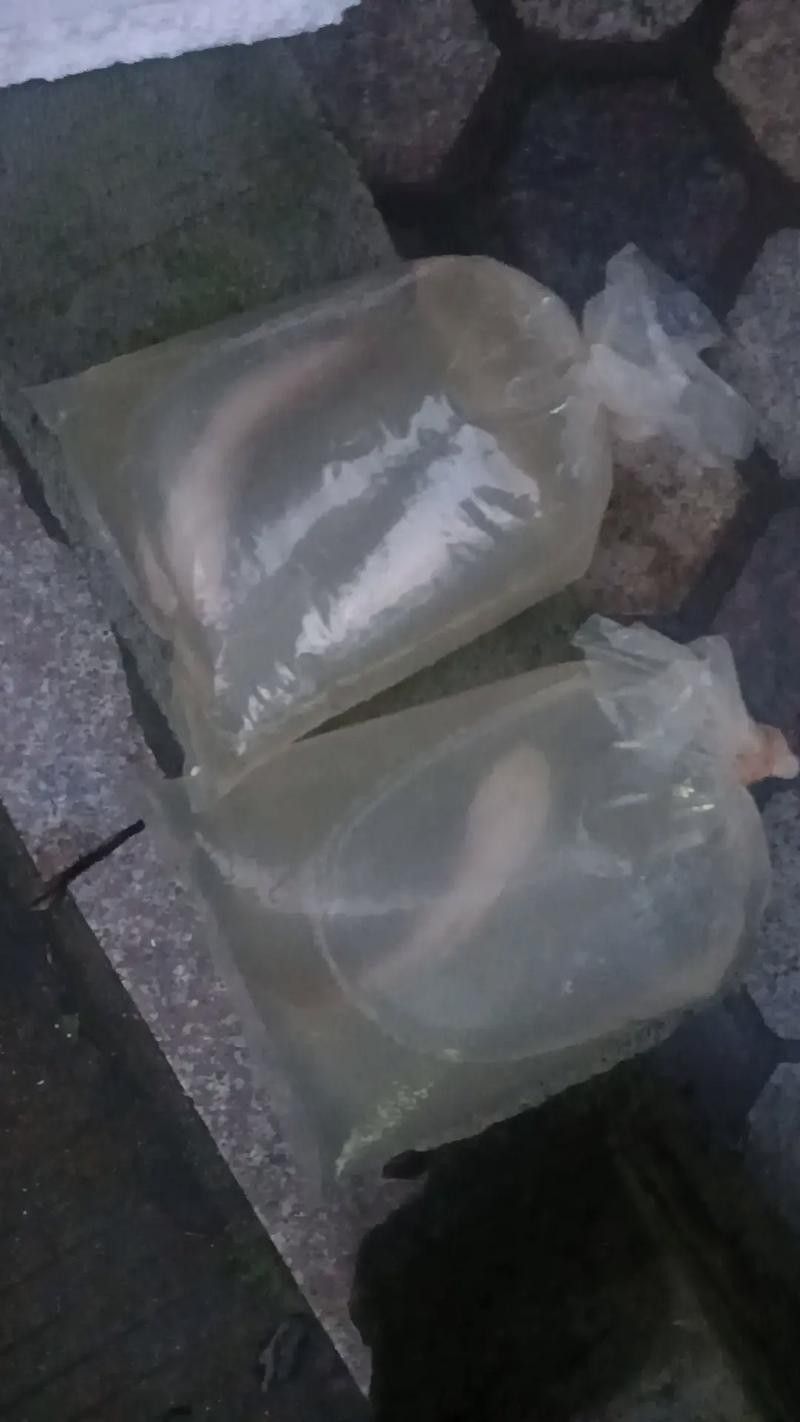 龍魚怎么打包郵寄給別人