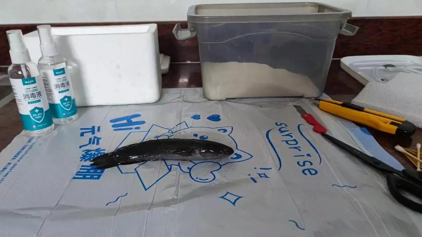 龍魚怎么打包郵寄給別人