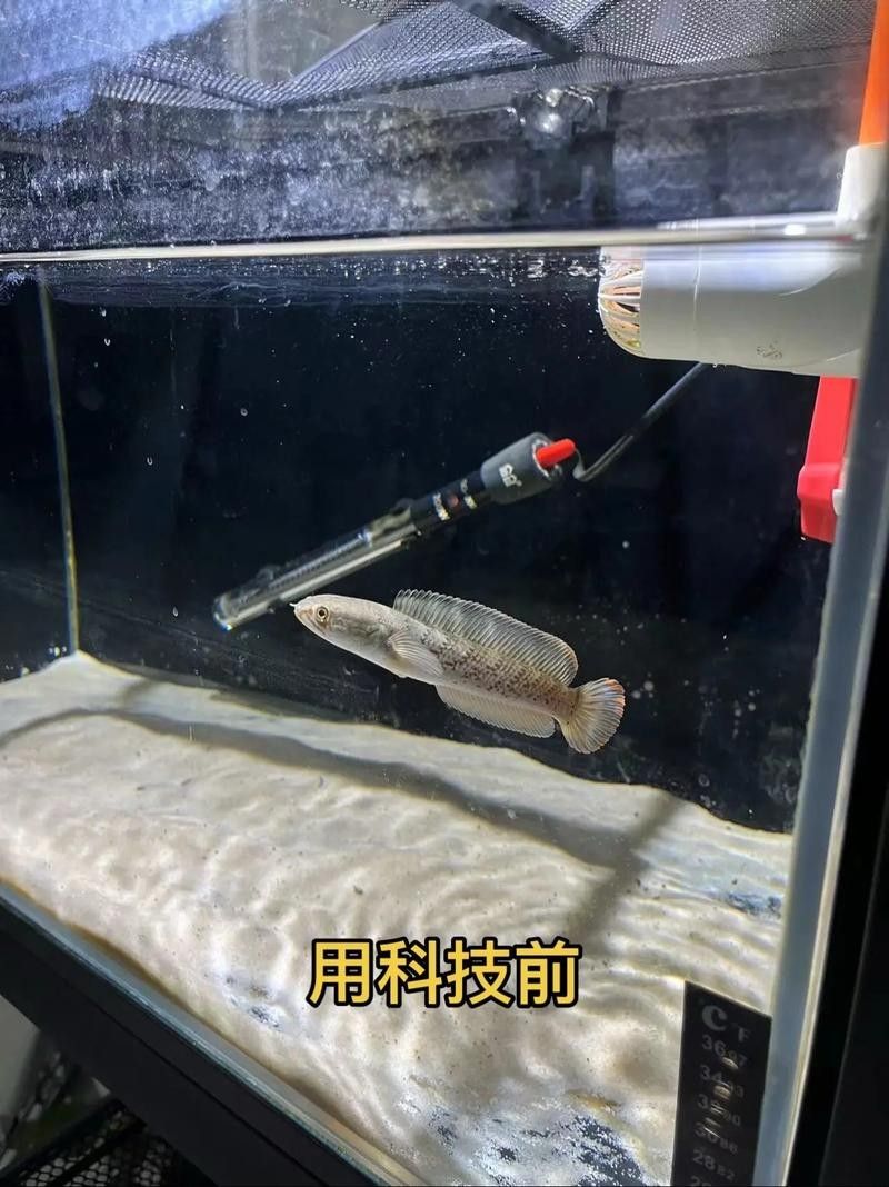 龍魚怎么打包郵寄給別人