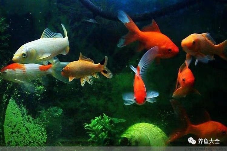 如何判斷金龍魚過濾器是否合適 如何判斷金龍魚過濾器是否合適 龍魚百科 第1張