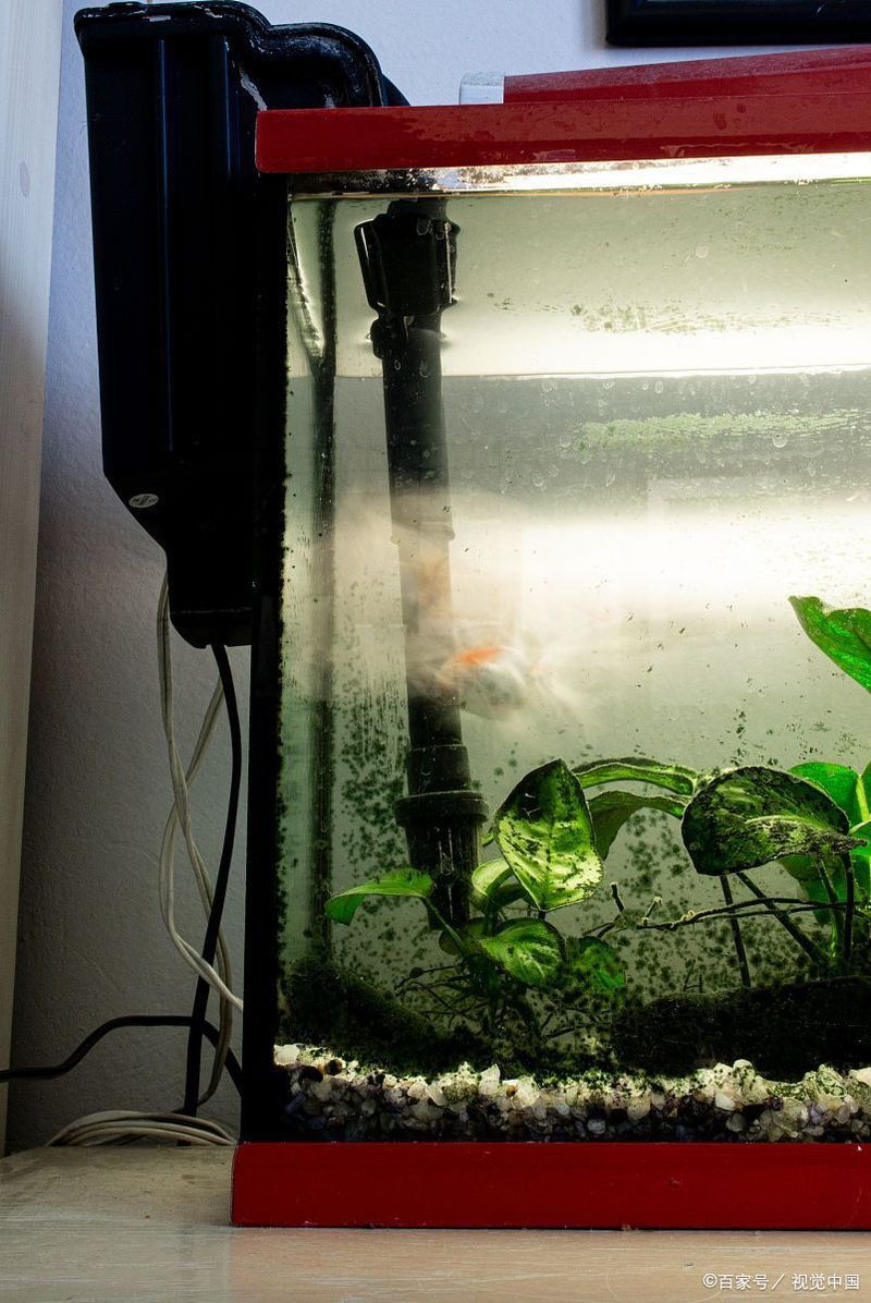 如何判斷金龍魚過濾器是否合適 如何判斷金龍魚過濾器是否合適 龍魚百科 第6張