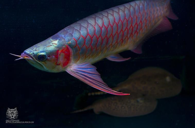 有哪些著名的紅龍魚攝影作品 有哪些著名的紅龍魚攝影作品 龍魚百科 第22張