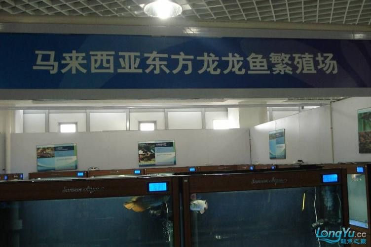 唐山龍魚去哪買 唐山龍魚去哪買 龍魚百科 第4張
