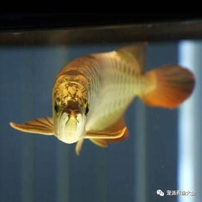 龍魚怎么增色：龍魚增色的幾種方法