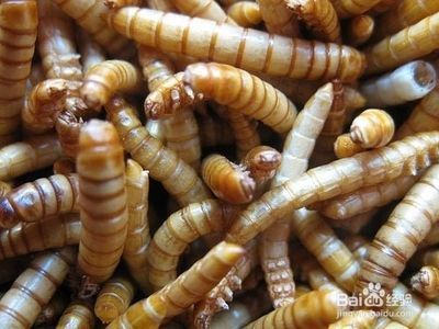 龍魚能吃面包蟲干嗎：面包蟲干可以作為龍魚的食物嗎 龍魚能吃面包蟲干嗎：面包蟲干可以作為龍魚的食物嗎 龍魚百科 第1張