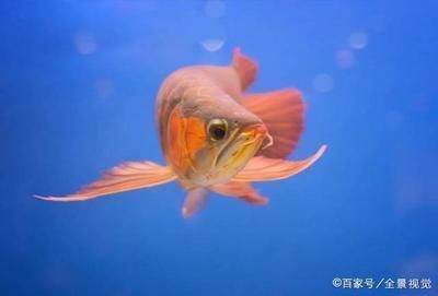龍魚能吃面包蟲干嗎：面包蟲干可以作為龍魚的食物嗎 龍魚能吃面包蟲干嗎：面包蟲干可以作為龍魚的食物嗎 龍魚百科 第2張
