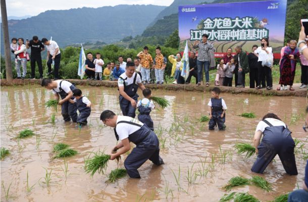 重慶金龍魚，重慶金龍魚在重慶地區的重要業務組成部分業務組成部分