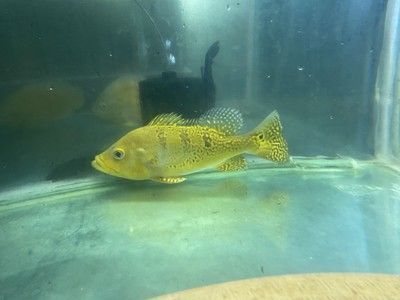 藍色的龍魚多少錢：藍色的龍魚多少錢一只