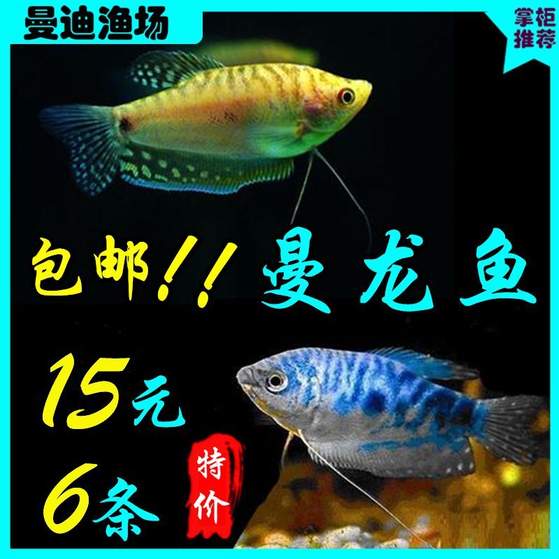 萬龍魚和曼龍魚（萬龍魚和曼龍魚是同一種魚嗎？）