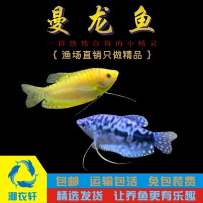 萬龍魚和曼龍魚（萬龍魚和曼龍魚是同一種魚嗎？）