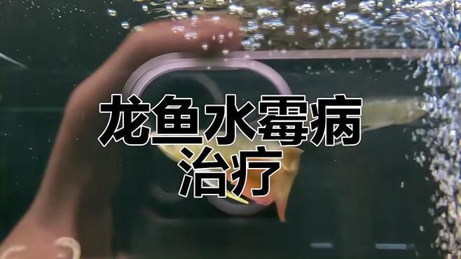 如何判斷龍魚是否感染霉菌? 龍魚百科 第2張 如何判斷龍魚是否感染霉菌? 如何判斷龍魚是否感染霉菌? 龍魚百科 第2張