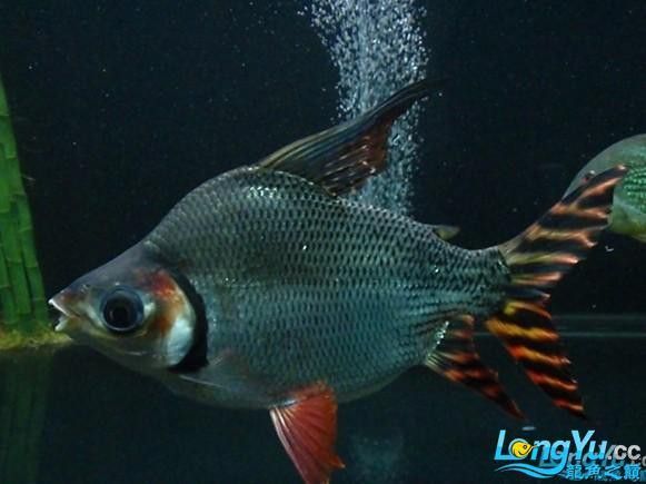 粗線銀板咬龍魚嗎