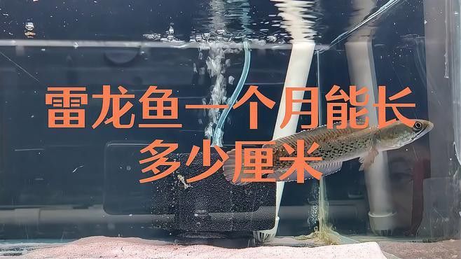 七彩雷龍魚生長速度怎么樣