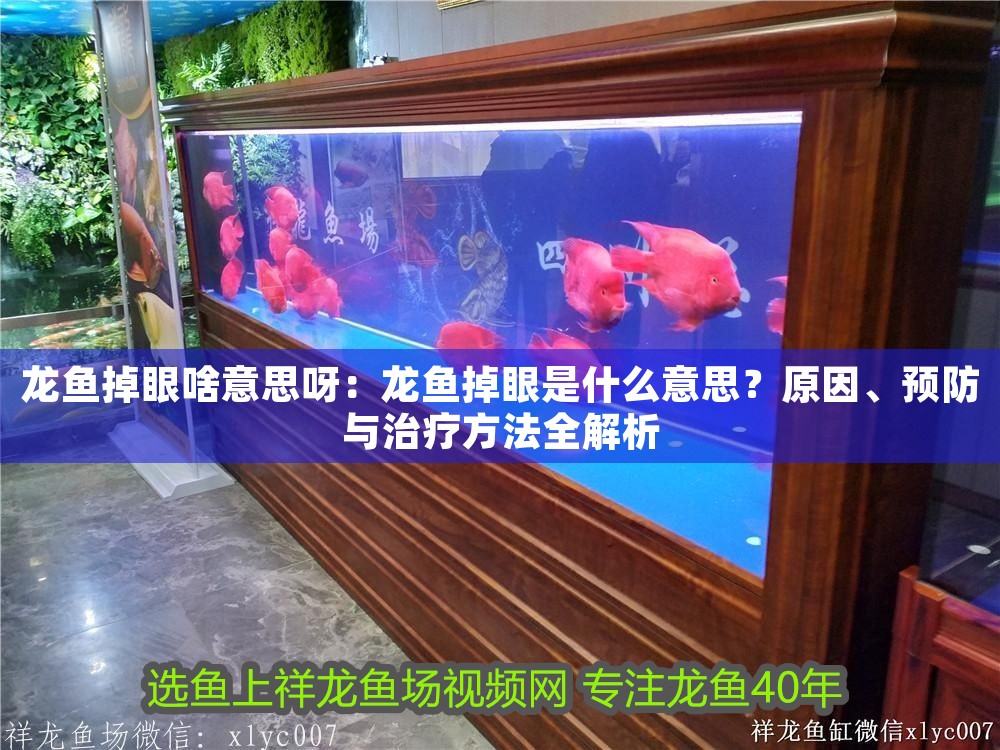 龍魚掉眼啥意思呀：龍魚掉眼是什么意思？原因、預防與治療方法全解析