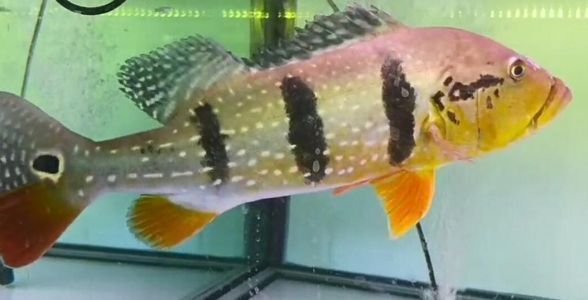 春季繁殖金三間魚的飼料選擇：春季金三間魚飼料品牌推薦