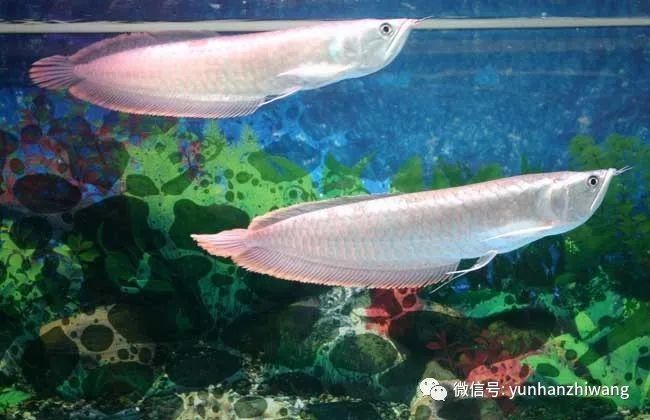 銀龍魚的最佳溫度