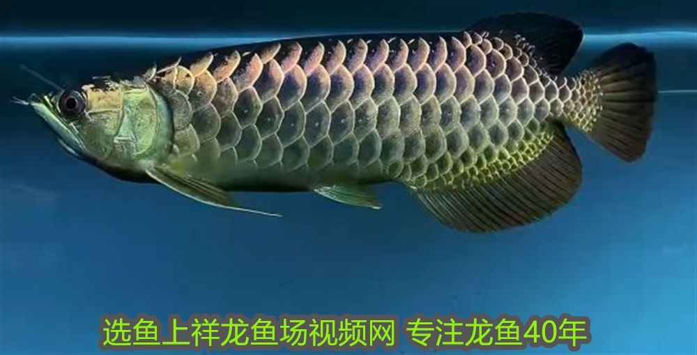 龍魚什么樣子才是側游狀態：龍魚什么樣子才是側游，識別與應對方法