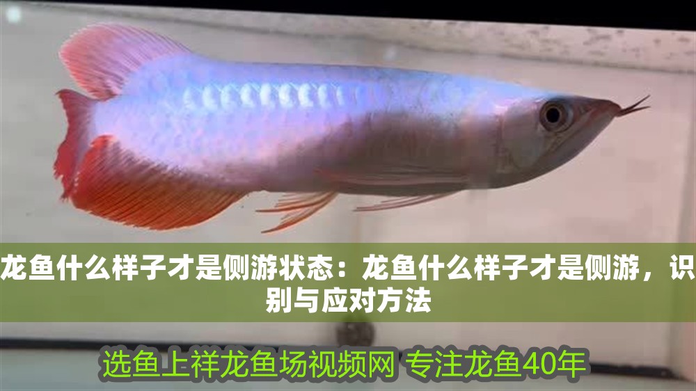 龍魚什么樣子才是側游狀態：龍魚什么樣子才是側游，識別與應對方法