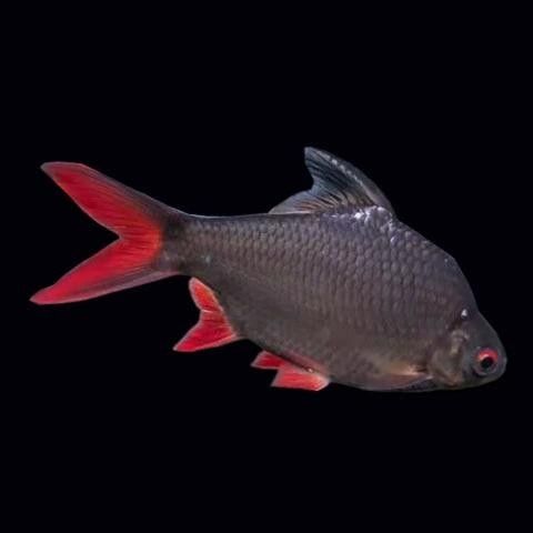 銀龍魚批發價格及圖片及價格