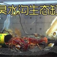 如何模擬古龍魚的自然棲息環境？