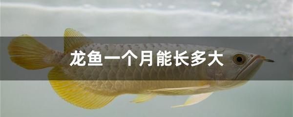 龍魚老頭魚的辨別方法(龍魚老頭魚的飼養技巧) 龍魚百科 第5張 龍魚老頭魚的辨別方法(龍魚老頭魚的飼養技巧) 龍魚老頭魚的辨別方法(龍魚老頭魚的飼養技巧) 龍魚百科 第5張