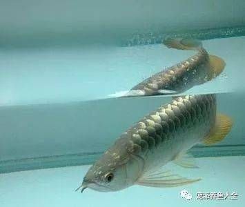 龍魚老頭魚的辨別方法(龍魚老頭魚的飼養技巧) 龍魚百科 第4張 龍魚老頭魚的辨別方法(龍魚老頭魚的飼養技巧) 龍魚老頭魚的辨別方法(龍魚老頭魚的飼養技巧) 龍魚百科 第4張