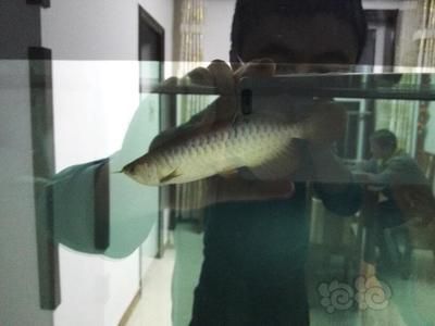 龍魚老頭魚的辨別方法(龍魚老頭魚的飼養技巧) 龍魚百科 第3張 龍魚老頭魚的辨別方法(龍魚老頭魚的飼養技巧) 龍魚老頭魚的辨別方法(龍魚老頭魚的飼養技巧) 龍魚百科 第3張