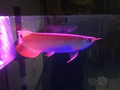 龍魚老頭魚的辨別方法(龍魚老頭魚的飼養技巧) 龍魚百科 第1張 龍魚老頭魚的辨別方法(龍魚老頭魚的飼養技巧) 龍魚老頭魚的辨別方法(龍魚老頭魚的飼養技巧) 龍魚百科 第1張