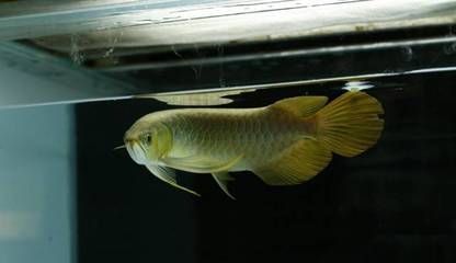 龍魚老頭魚的辨別方法(龍魚老頭魚的飼養技巧) 龍魚百科 第2張 龍魚老頭魚的辨別方法(龍魚老頭魚的飼養技巧) 龍魚老頭魚的辨別方法(龍魚老頭魚的飼養技巧) 龍魚百科 第2張